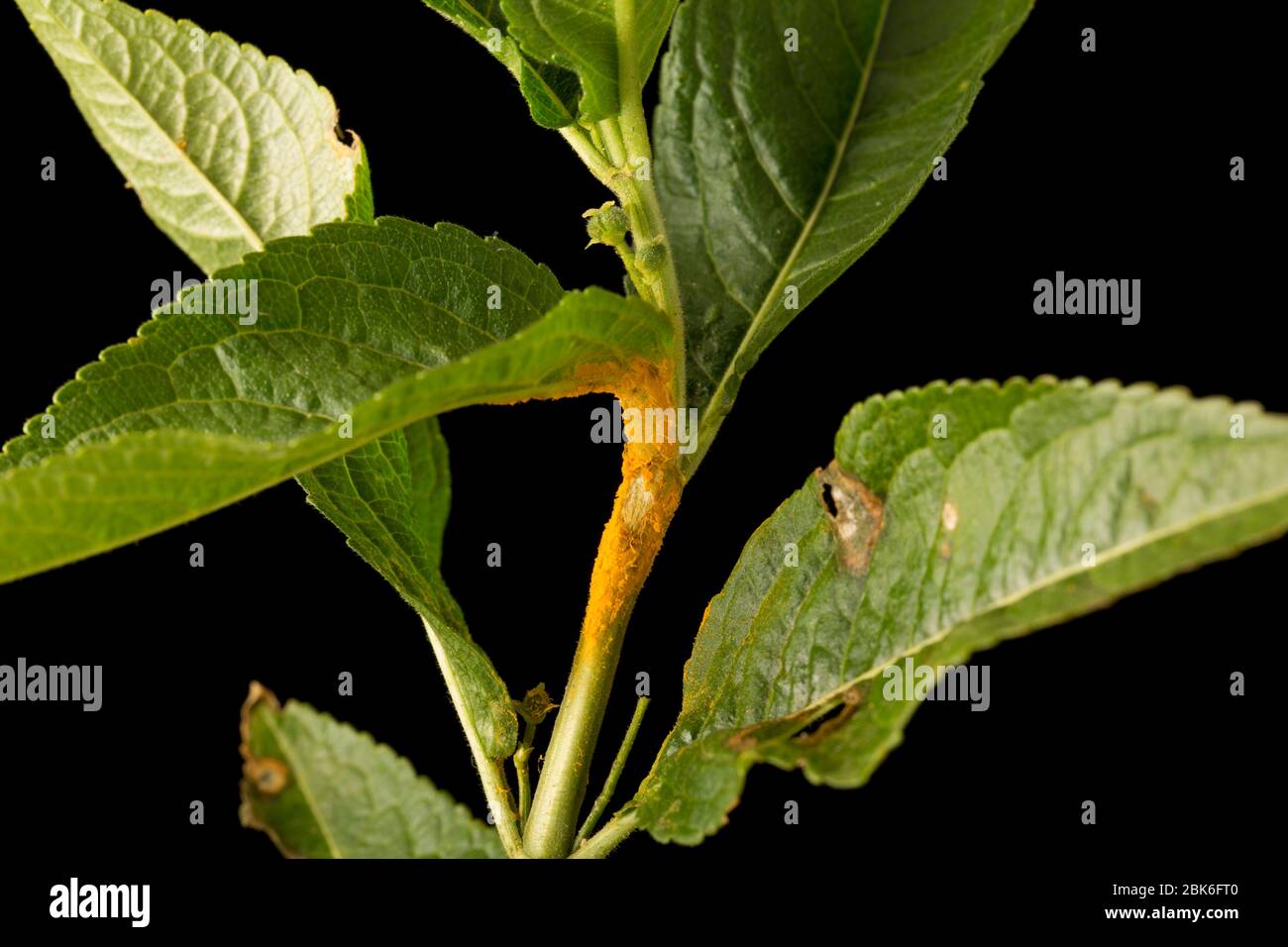 An example of the yellow rust fungi Melampsora populina that is growing on Dog’s Mercury, Mercurialis perennis, that was found growing at the side of Stock Photo