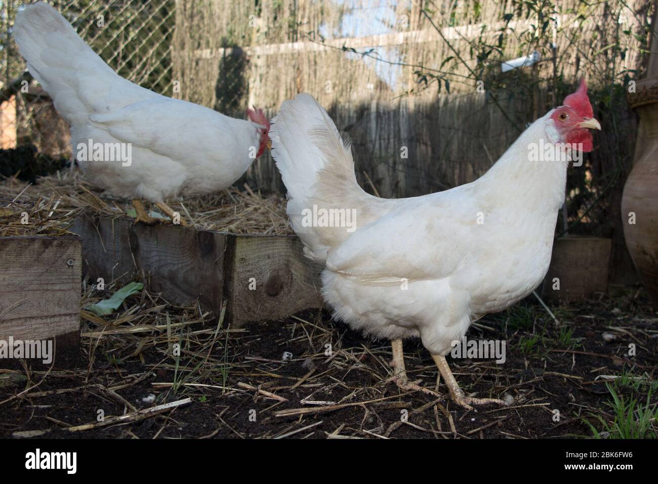 Chicken hen that is white on a brown and green grass Stock Photo