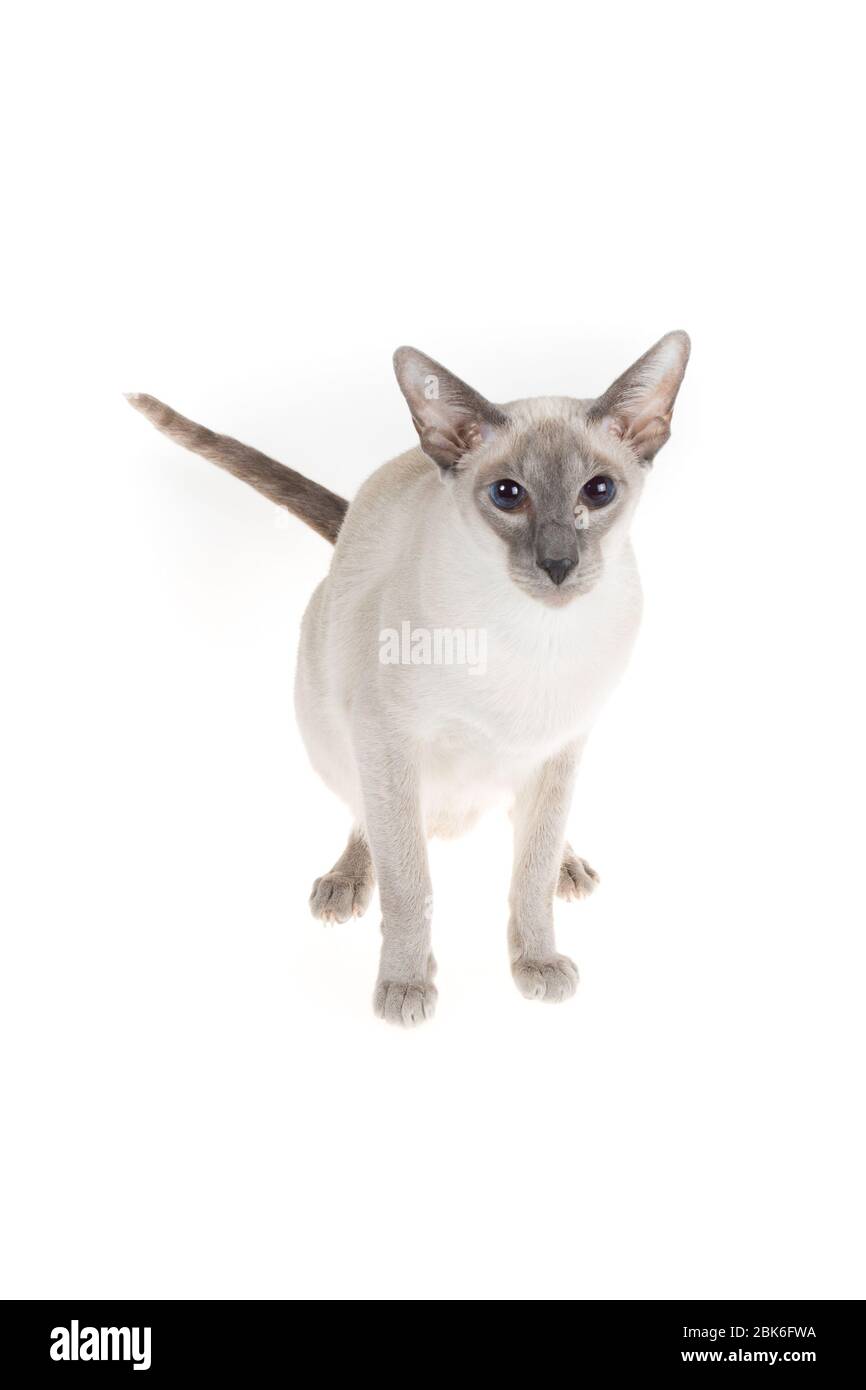 Oriental blue-point cat posing on white background Stock Photo