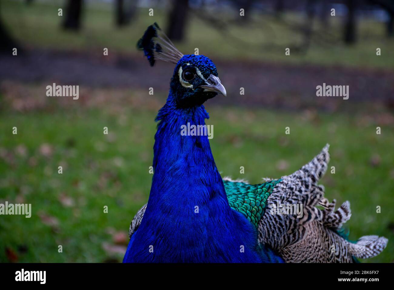 Portrait of peafowl (peacock) in park Stock Photo