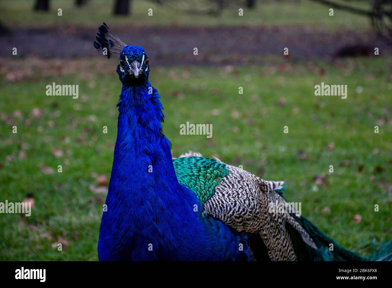 Portrait of peafowl (peacock) in park Stock Photo