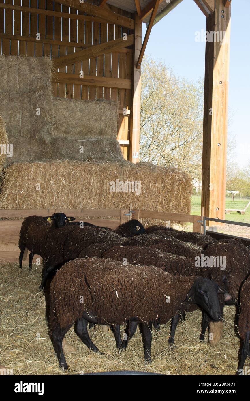 Sheep Haystack Black sheep on the farm with hays stack in the background Stock Photo ...