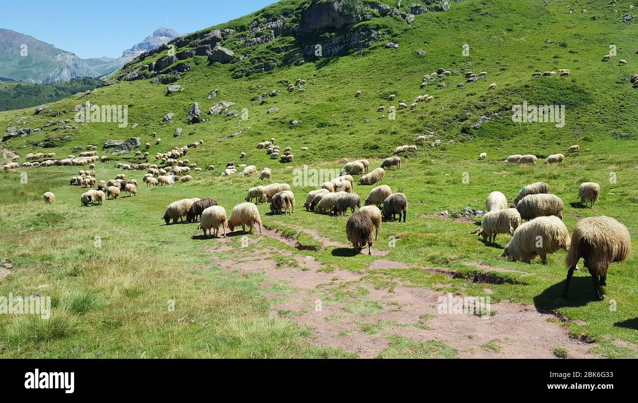 A flock of sheep in the snow mountain leisurely grazing pasture Stock ...