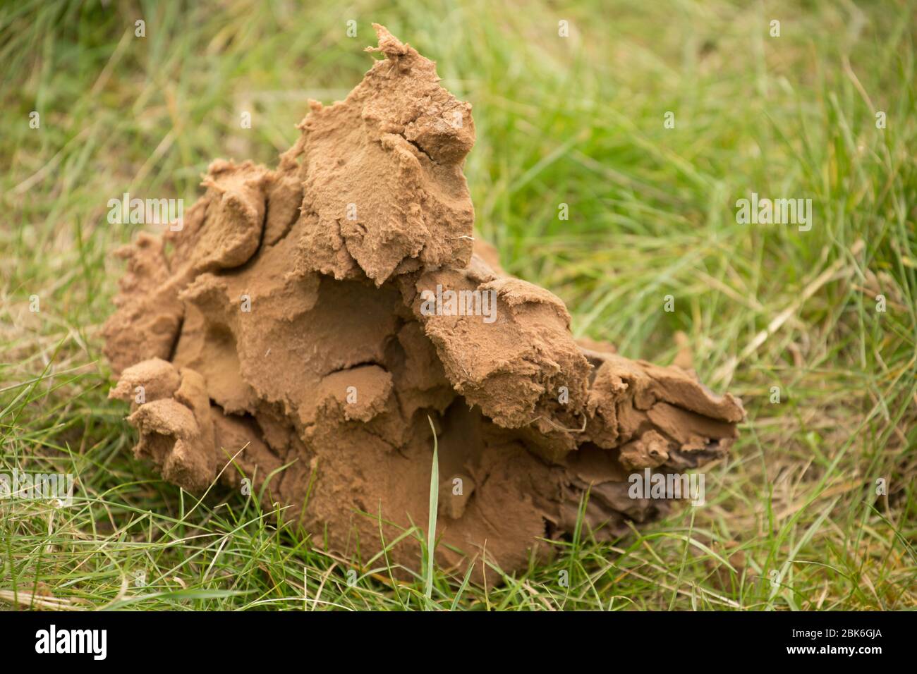 The remains of a giant puffball, Calvatia gigantea, after it has ripened and shed its spores. Dorset England UK GB Stock Photo