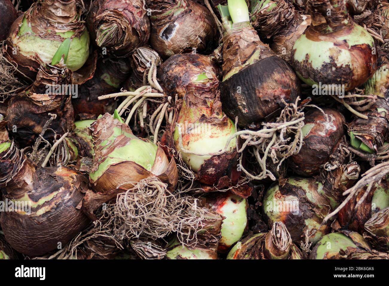 Full frame close-up of sprouted Dutch tulip bulbs with little shoots Stock Photo