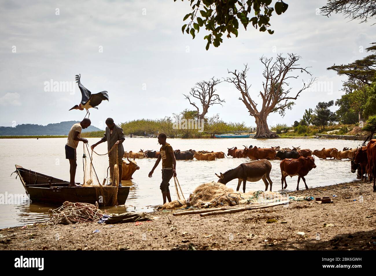 Nothing but nonsense in his head but crowned by a Marabou. Fishermen are putting fishnets in order while cattle is taking a bath in Lake Ziway. Stock Photo