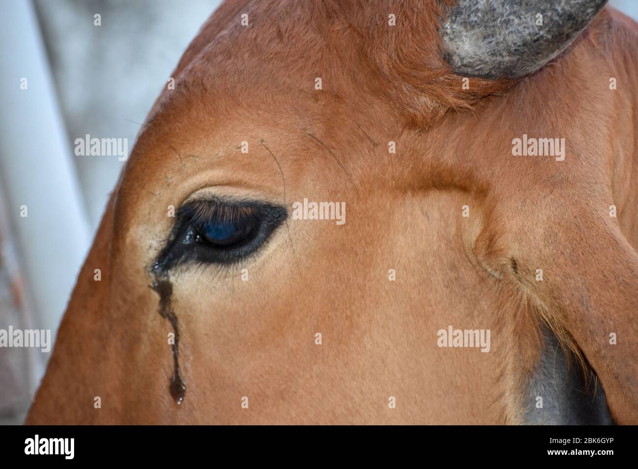 The crying cow hires stock photography and images Alamy