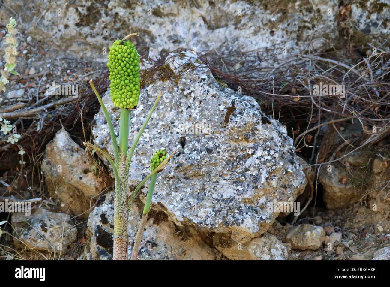 Aronstab, Arum maculatum, close up, grows on hiking trail to mount dikeos in kos, greece Stock Photo
