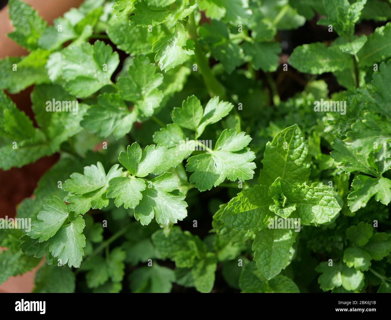 Parsley top view hi-res stock photography and images - Alamy