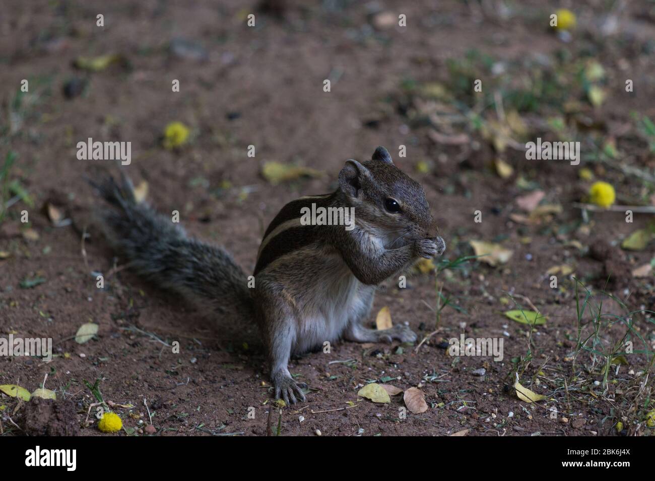 Sagar, India - October 19, 2017: close up of indian palm squirrel in the garden eating seeds in Sagar, Madhya Pradesh, India Stock Photo