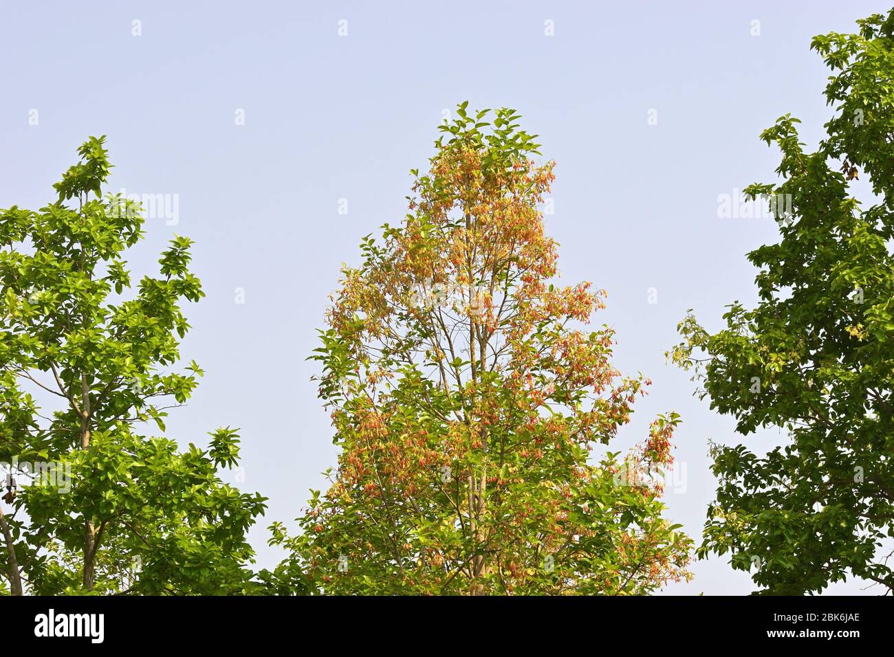 Sal tree at spring time on the forest Stock Photo Alamy