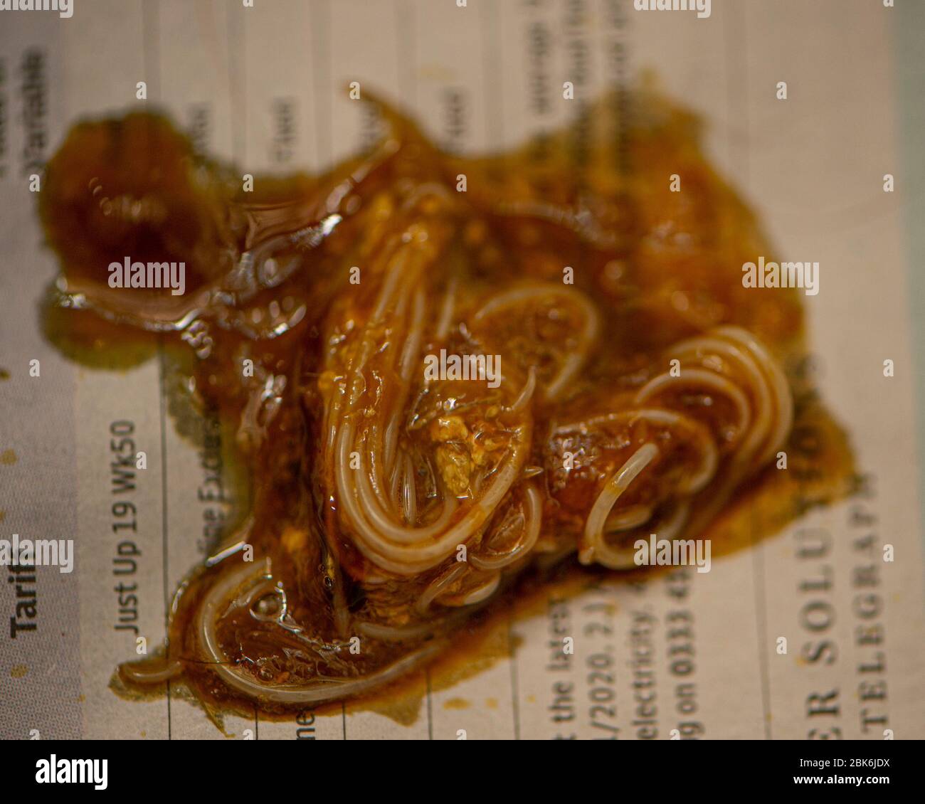 stomach worms in poop