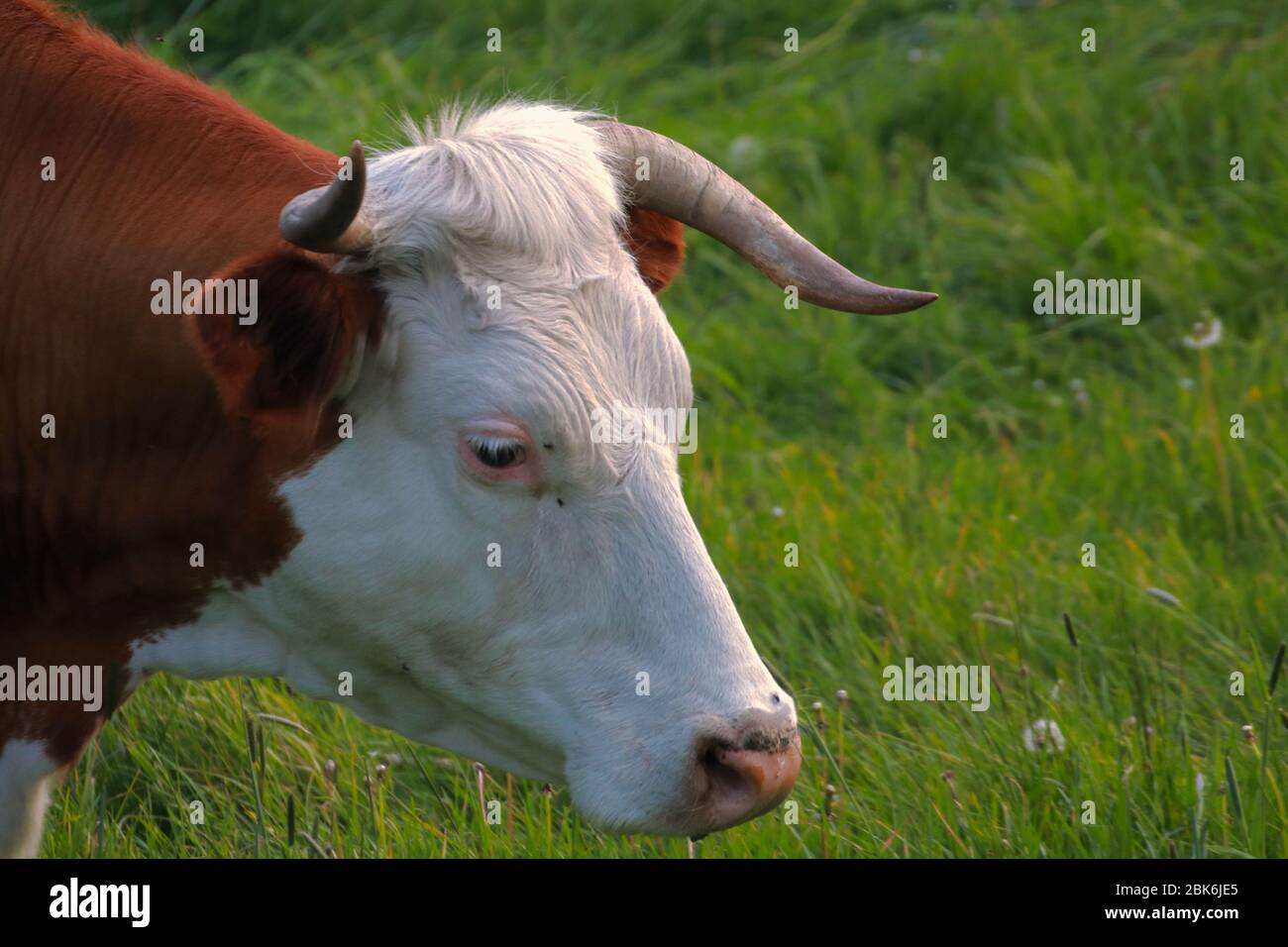 A beautiful cow grazing in the pasture Stock Photo - Alamy