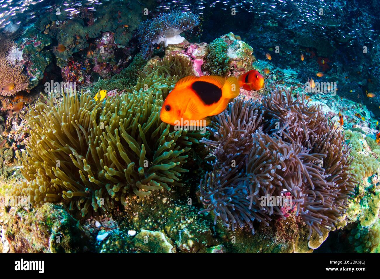 Family of Red Saddleback Anemonefish (Clownfish) in their host anemone on a tropical coral reef (Richelieu Rock, Surin Islands, Thailand) Stock Photo