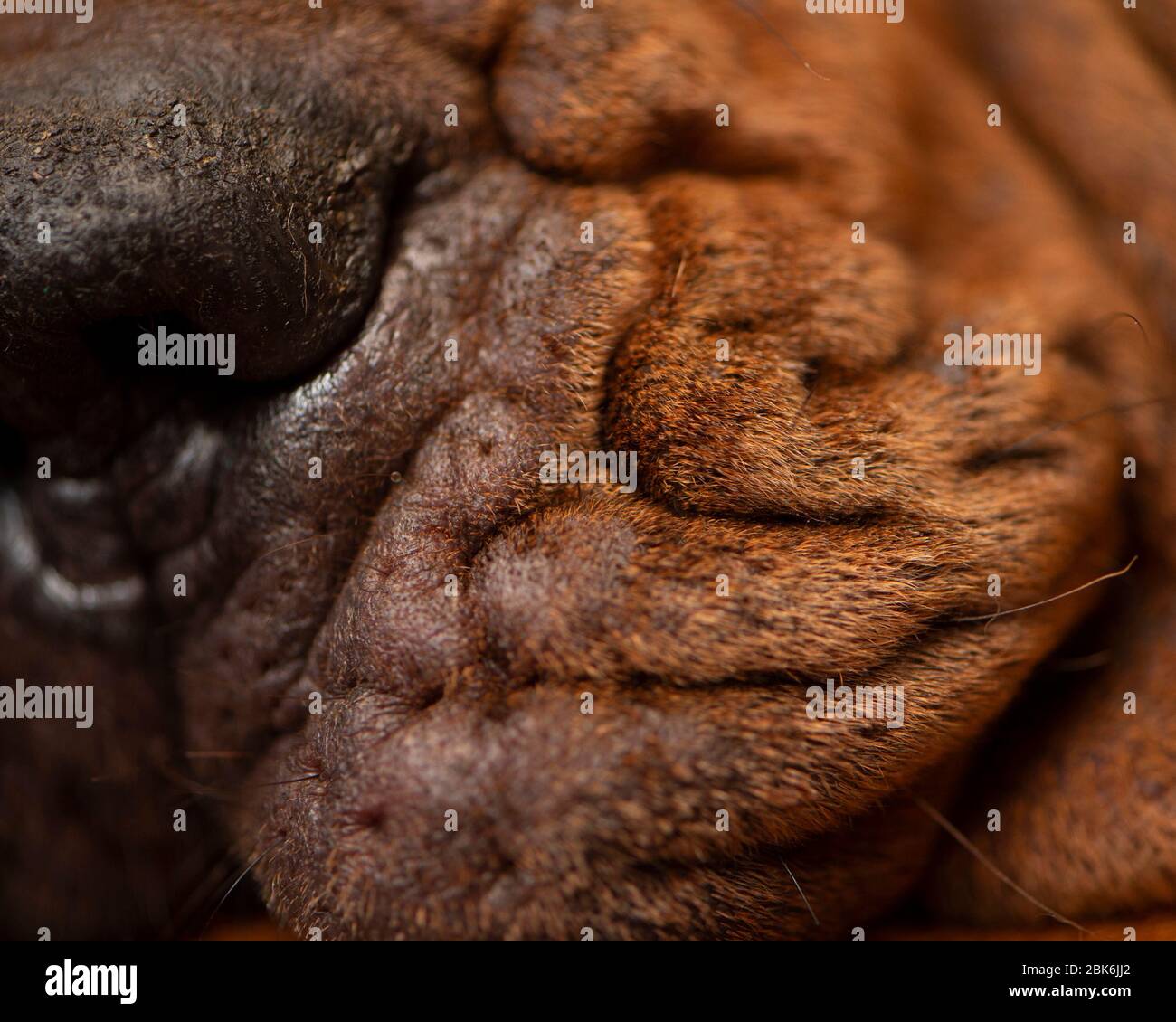 sore skin allergy in dog Stock Photo