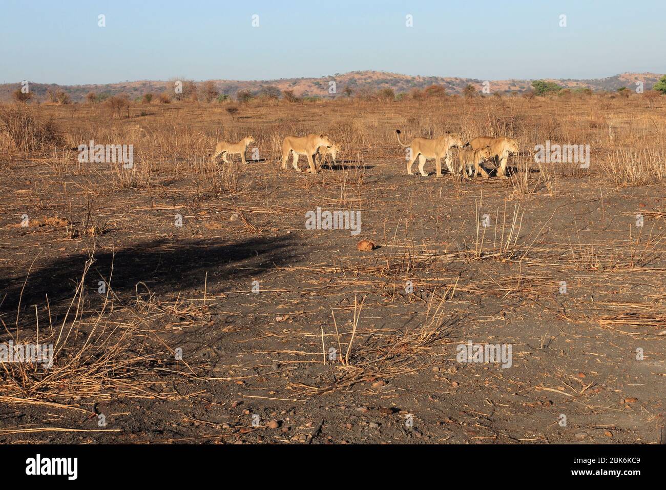 A pride of lions travelling through the savanna in early morning. Stock Photo