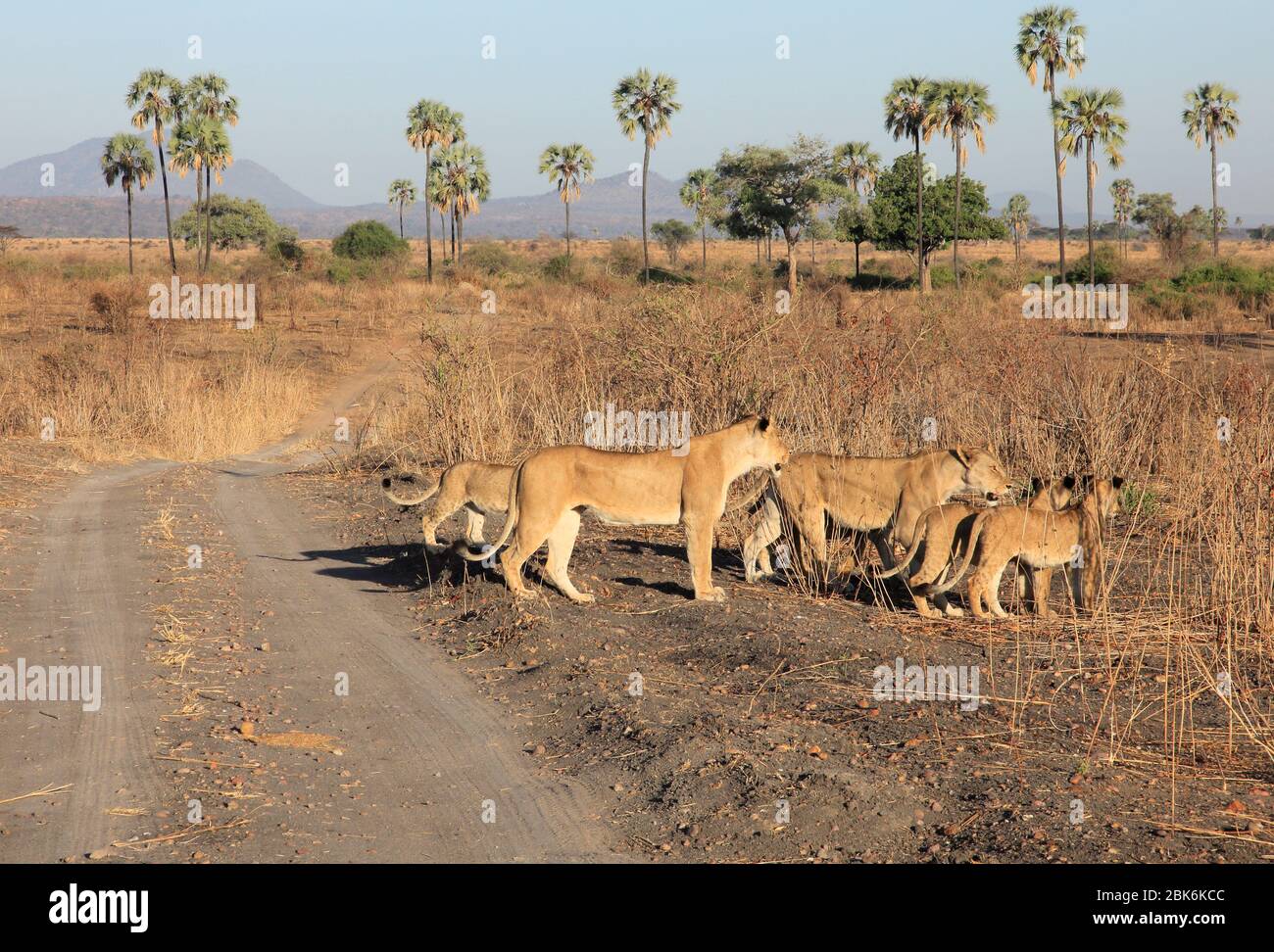 A pride of lions travelling through the savanna in early morning. Stock Photo