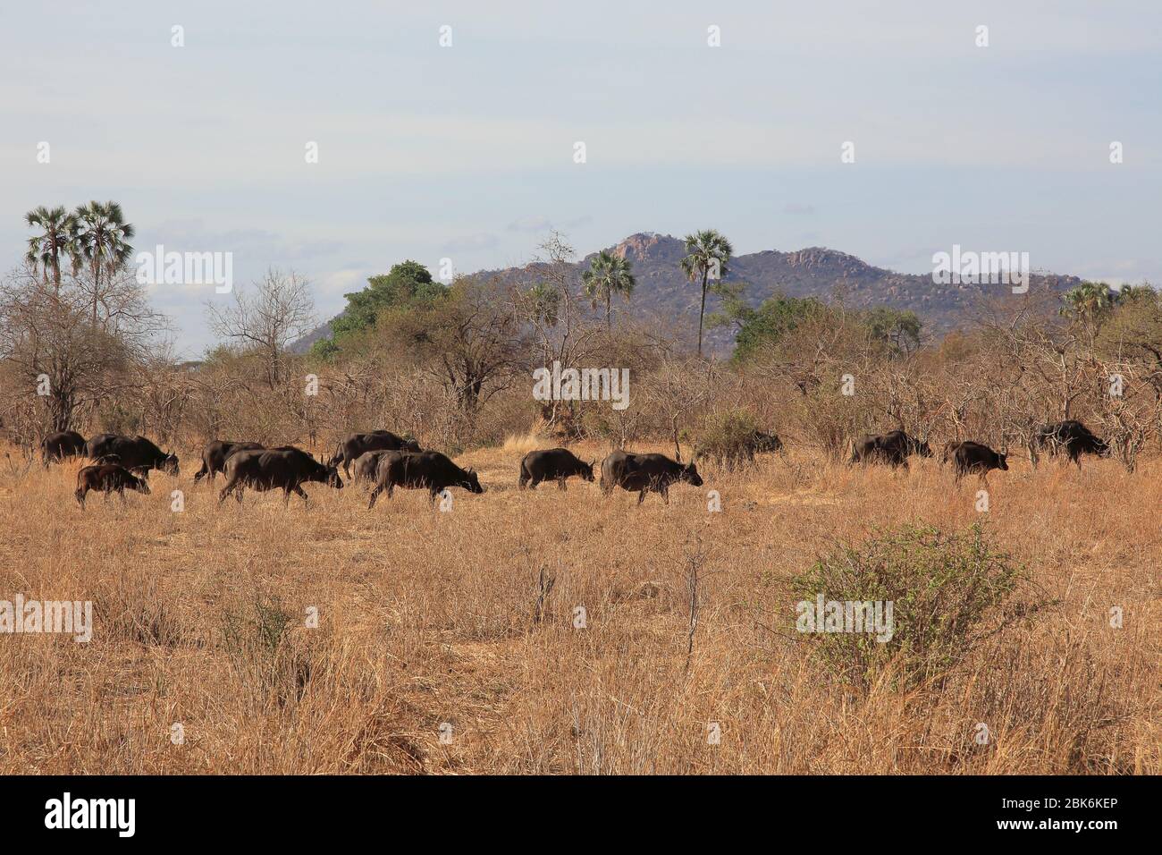 Small herd of African buffalo Stock Photo