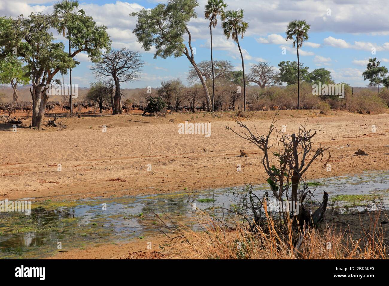 African buffalo arriving at an almost dried up river for a drink Stock Photo
