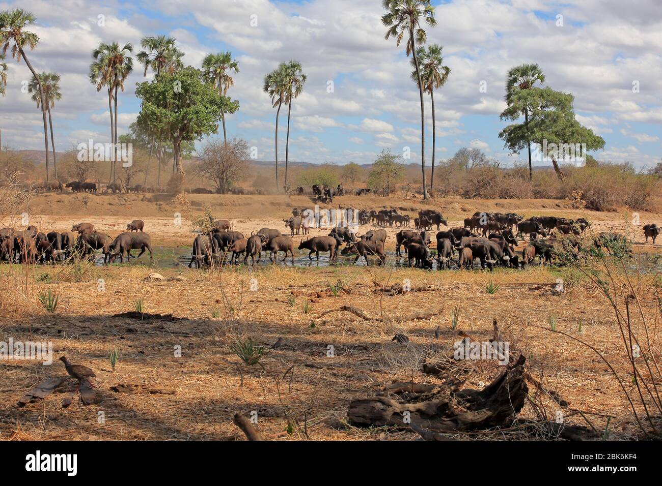 African buffalo arriving at an almost dried up river for a drink Stock Photo