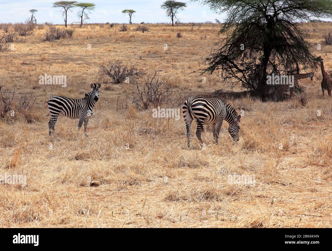 Zebra and giraffe feeding on the savanna in East Africa Stock Photo