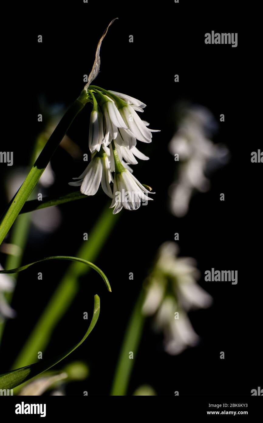 Three-Cornered Leek, Allium triquetrum, Snowbell a highly invasive, edible small white flower smells like wild garlic on the forest floor woodland Stock Photo