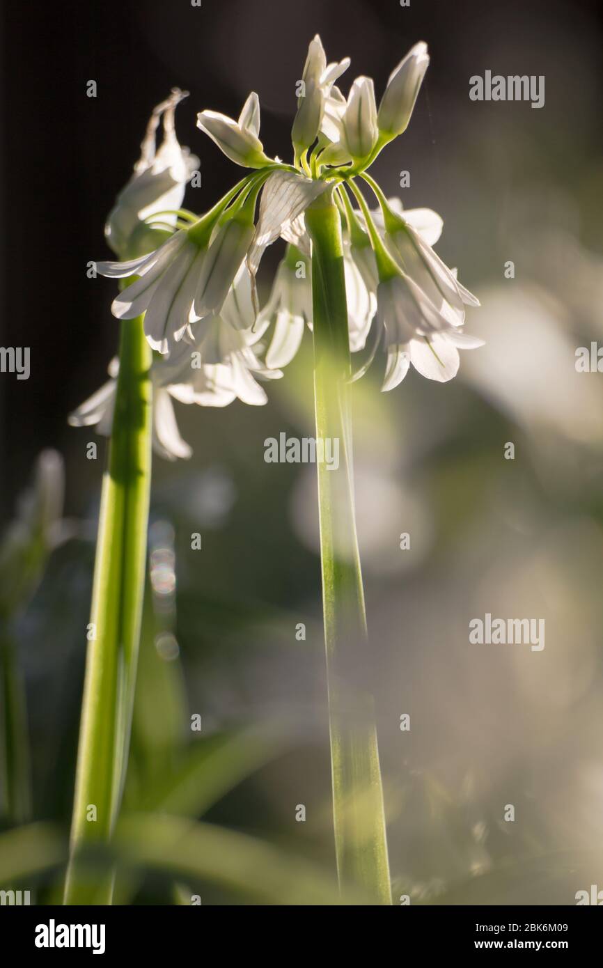 Three-Cornered Leek, Allium triquetrum, Snowbell a highly invasive, edible small white flower smells like wild garlic on the forest floor woodland Stock Photo
