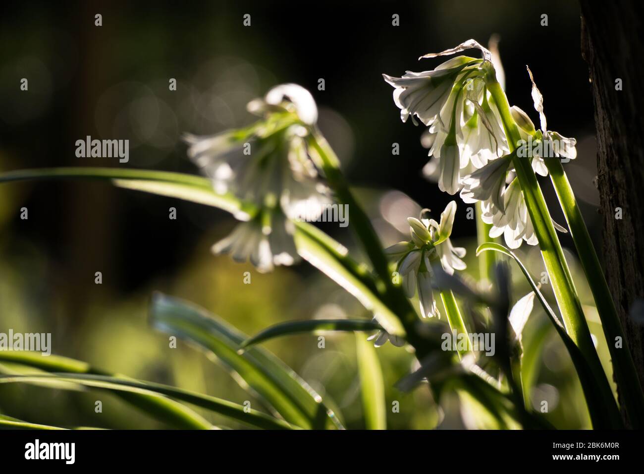 ThreeCornered Leek, Allium triquetrum, Snowbell a highly invasive