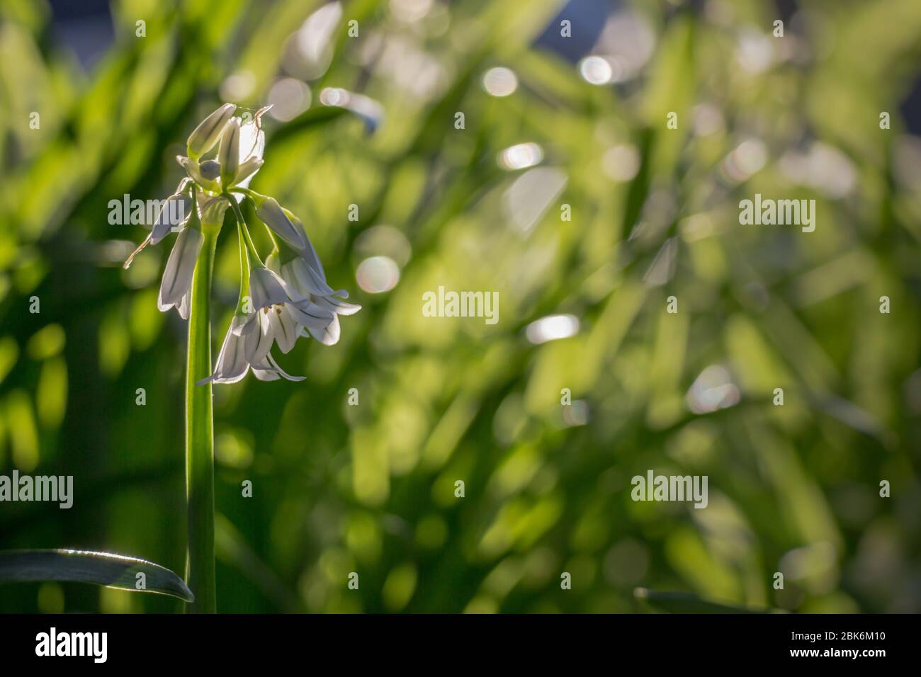 ThreeCornered Leek, Allium triquetrum, Snowbell a highly invasive