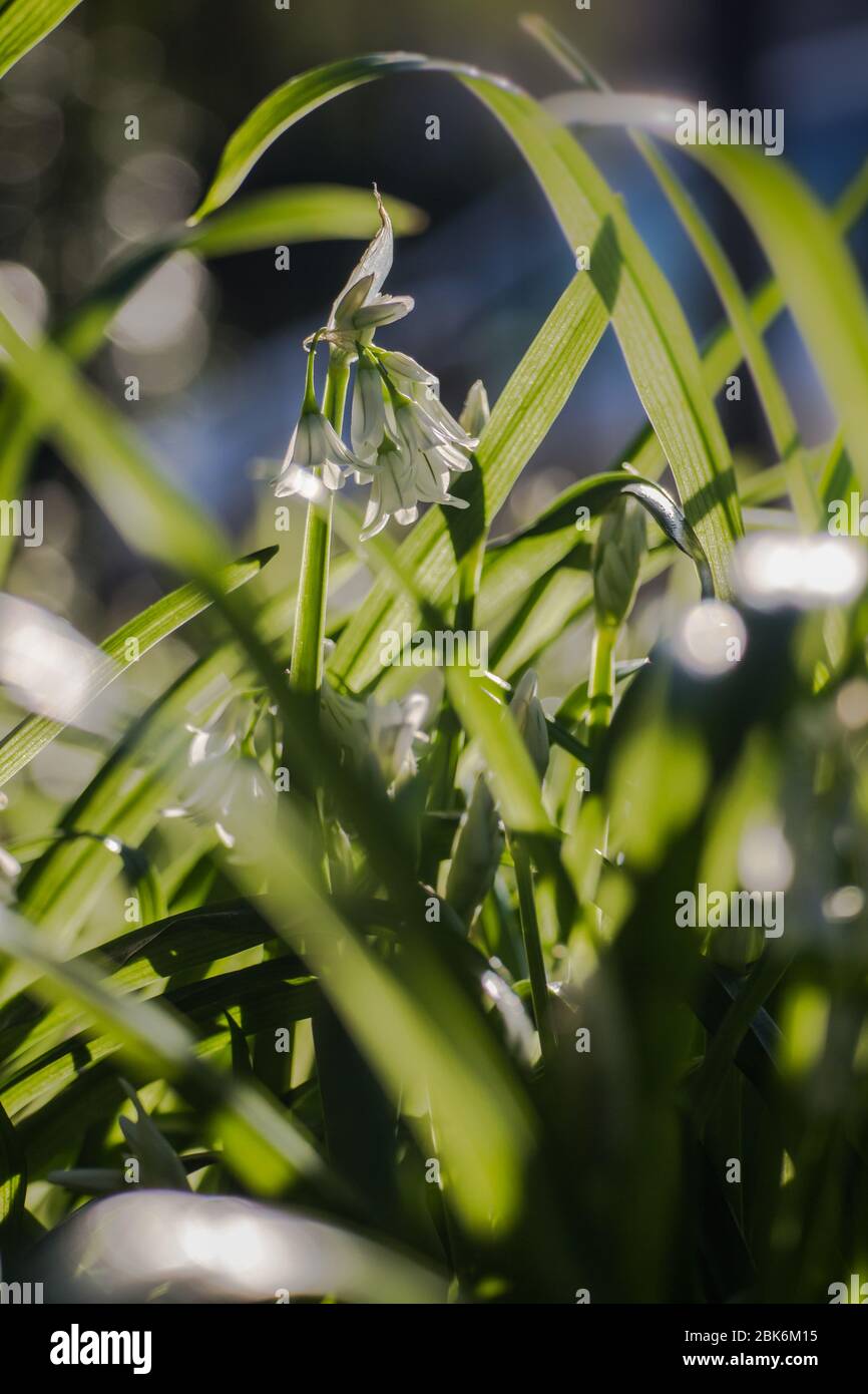 ThreeCornered Leek, Allium triquetrum, Snowbell a highly invasive