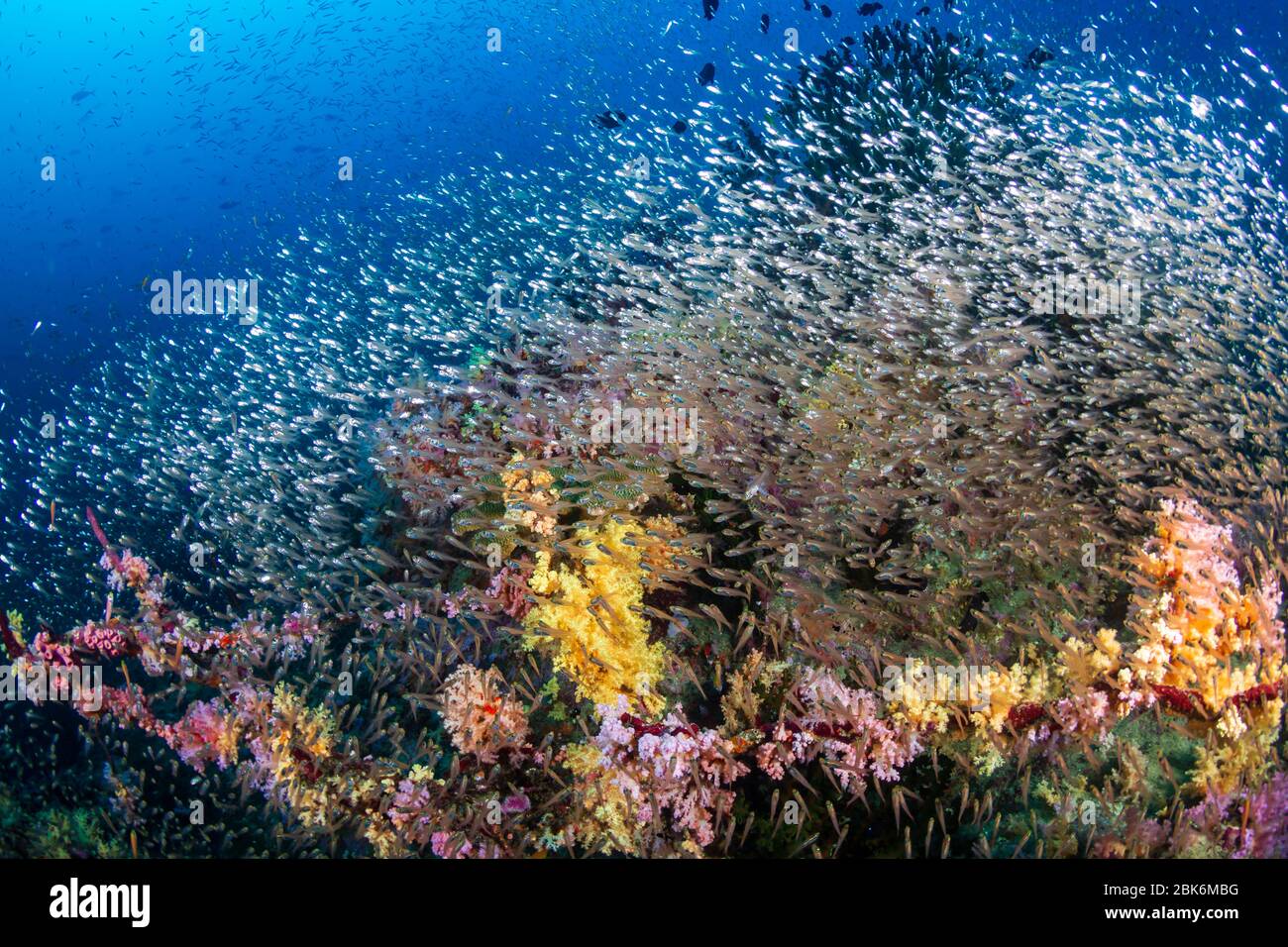 Schools of colorful tropical fish swimming around corals on a tropical reef  in Asia Stock Photo - Alamy