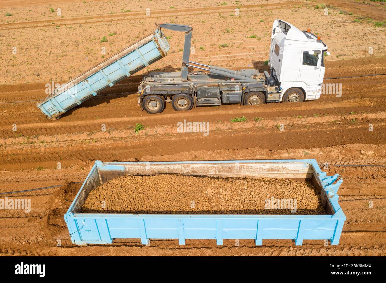 Large trailer loaded to the top with fresh harvested Potatoes, Aerial image. Stock Photo