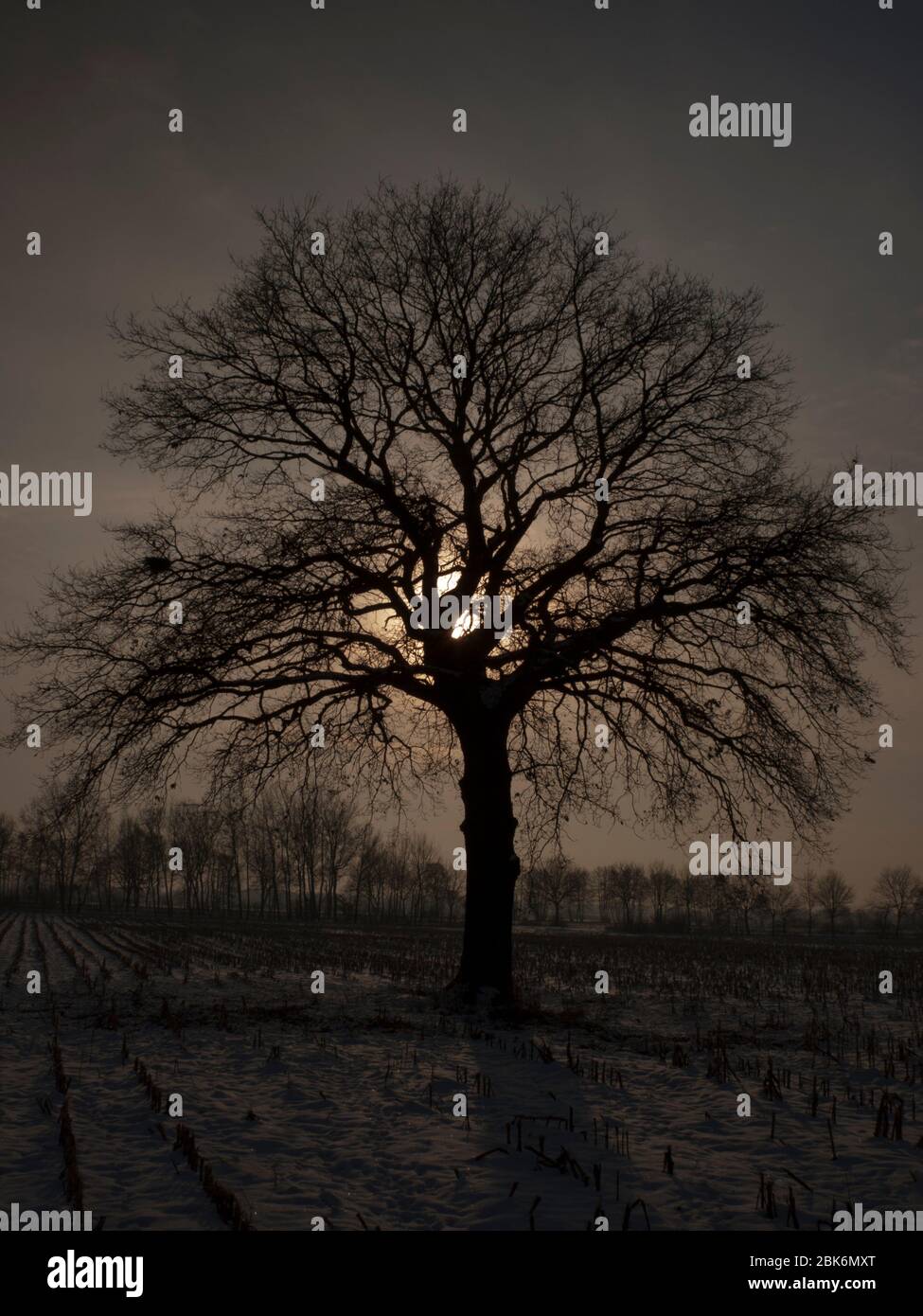 Oak tree with sunset on a field in the Elbmarsch. Stock Photo