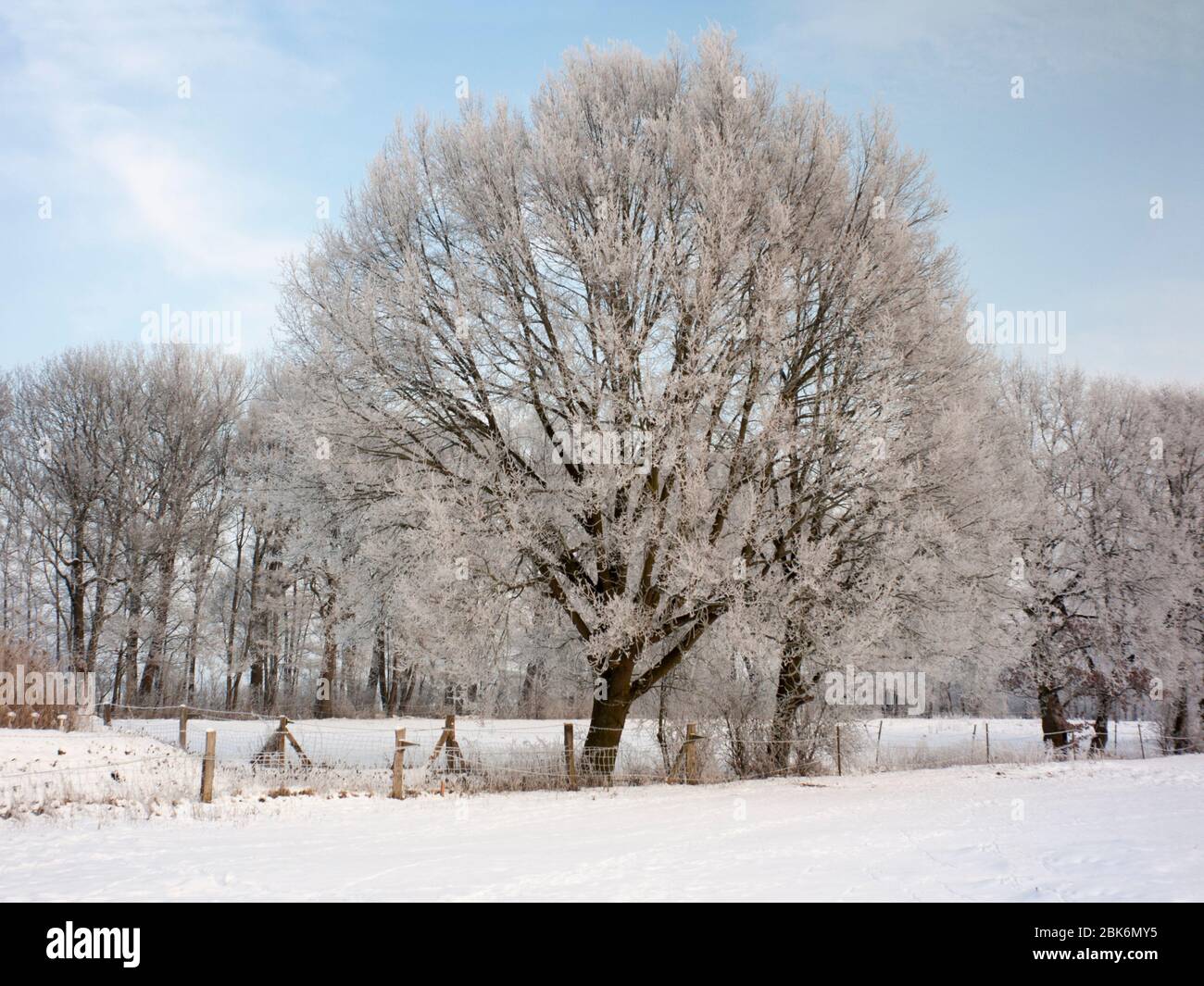 Oak trees with hoarfrost on a field in the Elbmarsch against the sun. Stock Photo