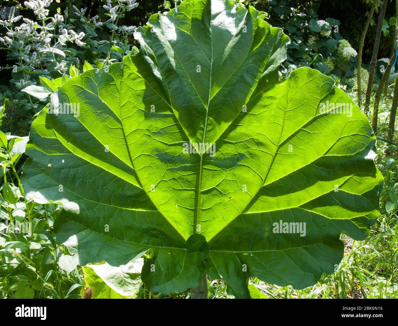 Rhubarb leaf. Stock Photo