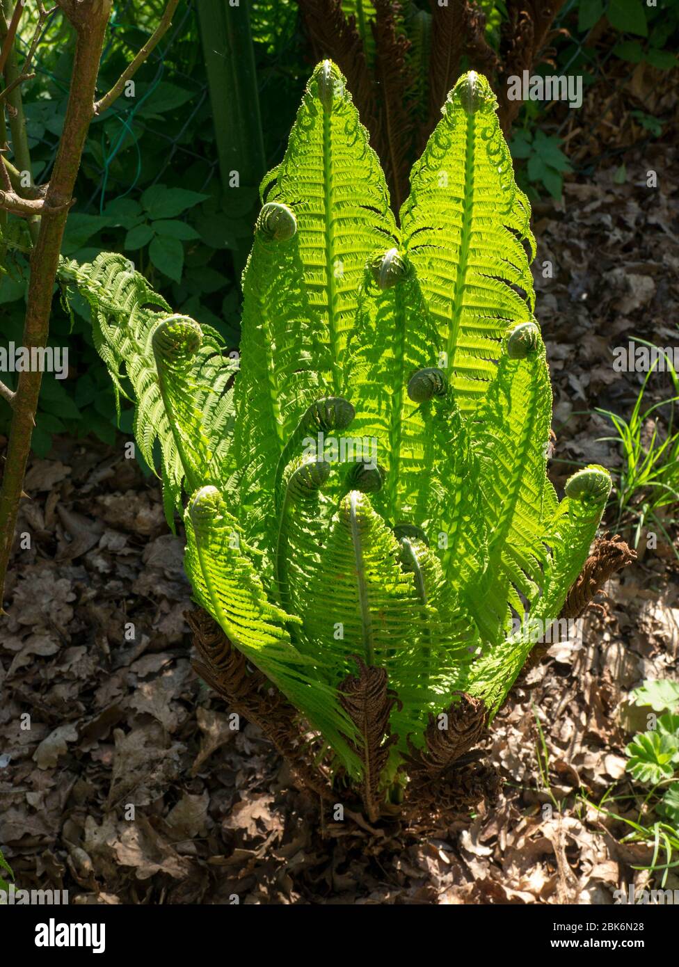 Fern, in the process of sprouting. Stock Photo