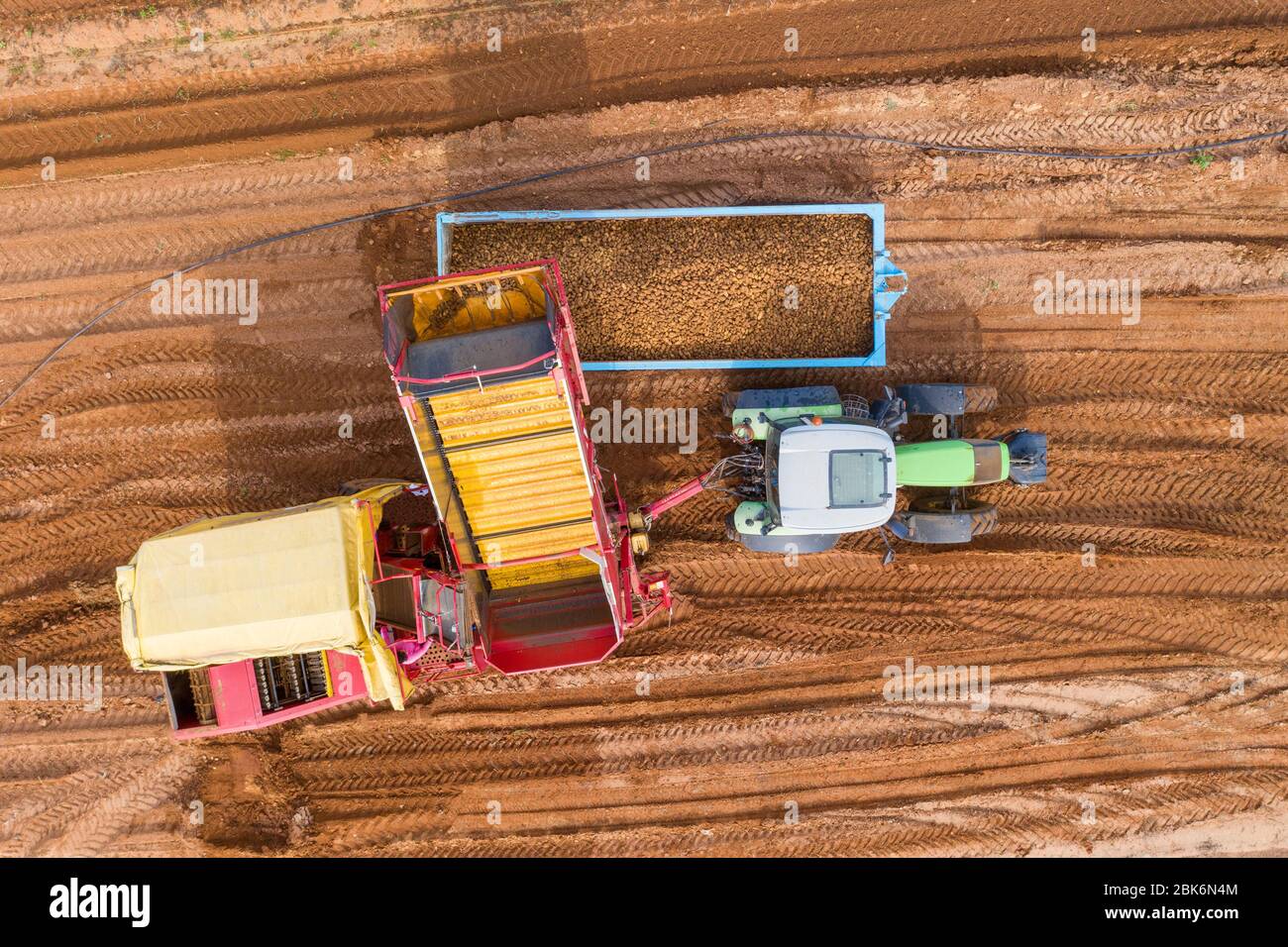 Potato Harvester discharging a full load of ripe Potatoes into a storage trailer, Aerial view. Stock Photo