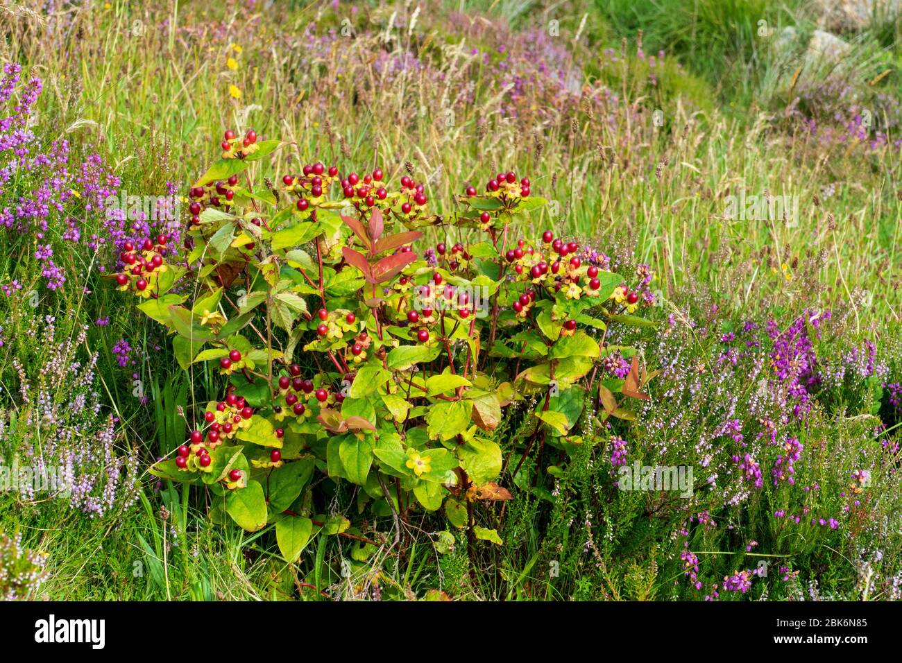 Blut Johanniskraut, Hypericum androsaemum, in den Hügeln der Isle of Skye Stock Photo