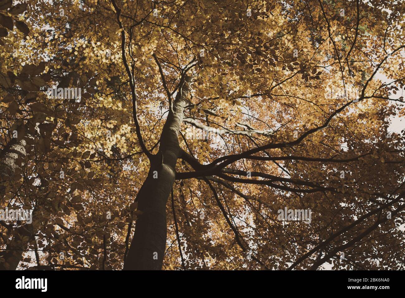 Tree in autumn season photo background Stock Photo - Alamy