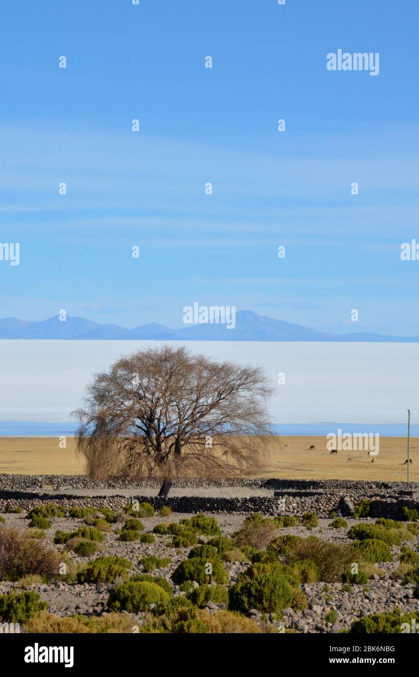 A tree in front of the Salar de Uyuni Stock Photo - Alamy