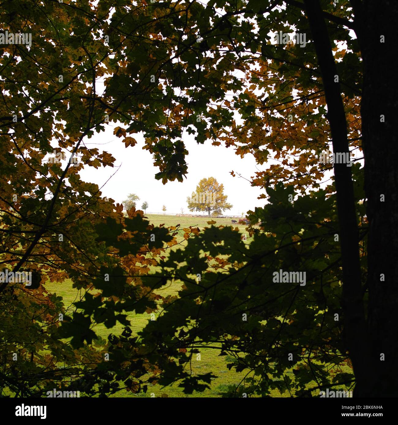 Old oak tree from autumn season Stock Photo - Alamy