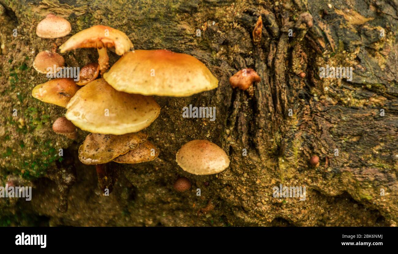 Not Edible Wild mushroom not edible Stock Photo - Alamy