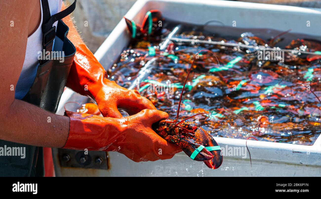 Live Maine lobster is in a fishermans hands as the fisherman sorts the