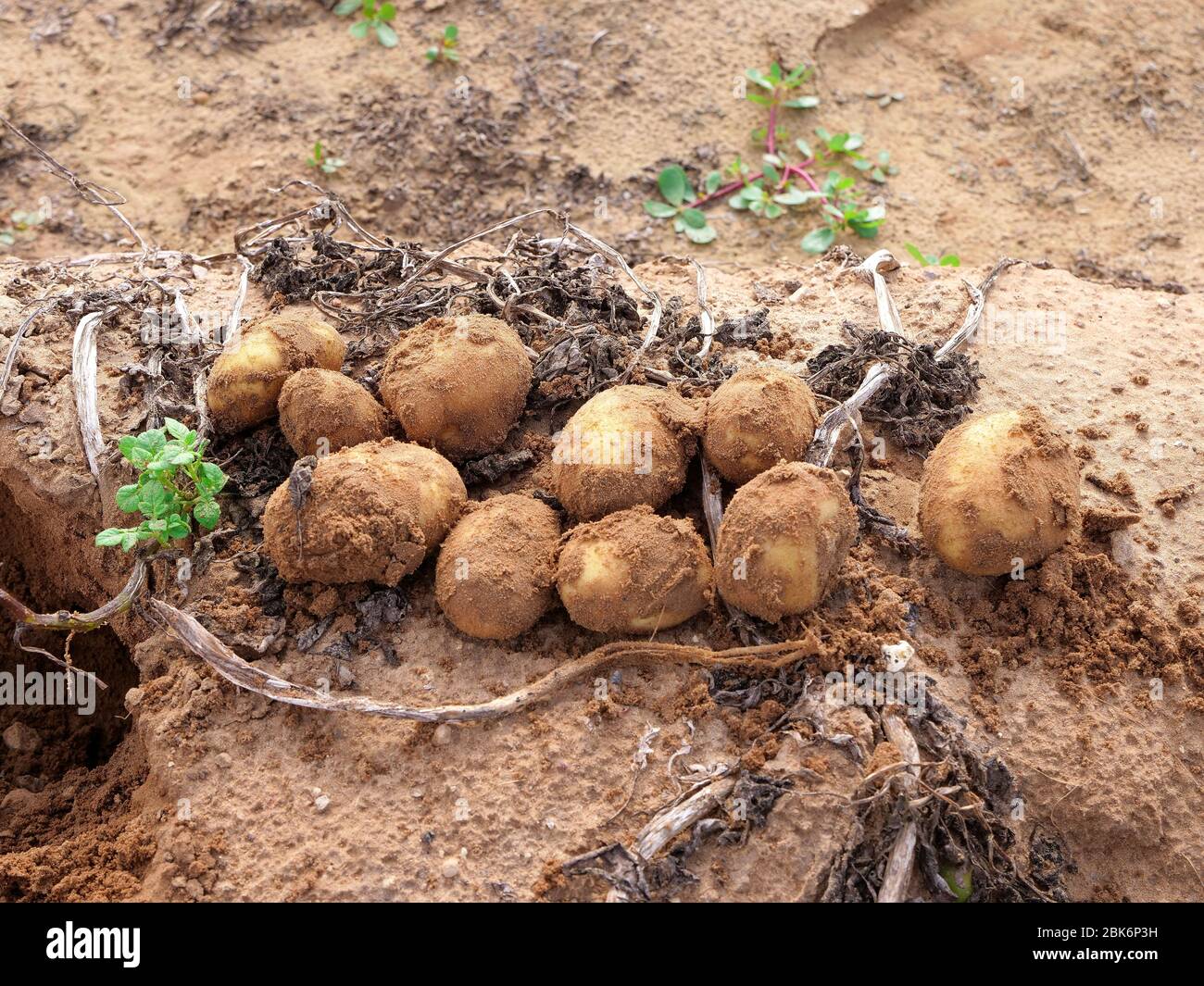 Fresh dug up ripe Potatoes on the ground in a small organic farm. Stock Photo
