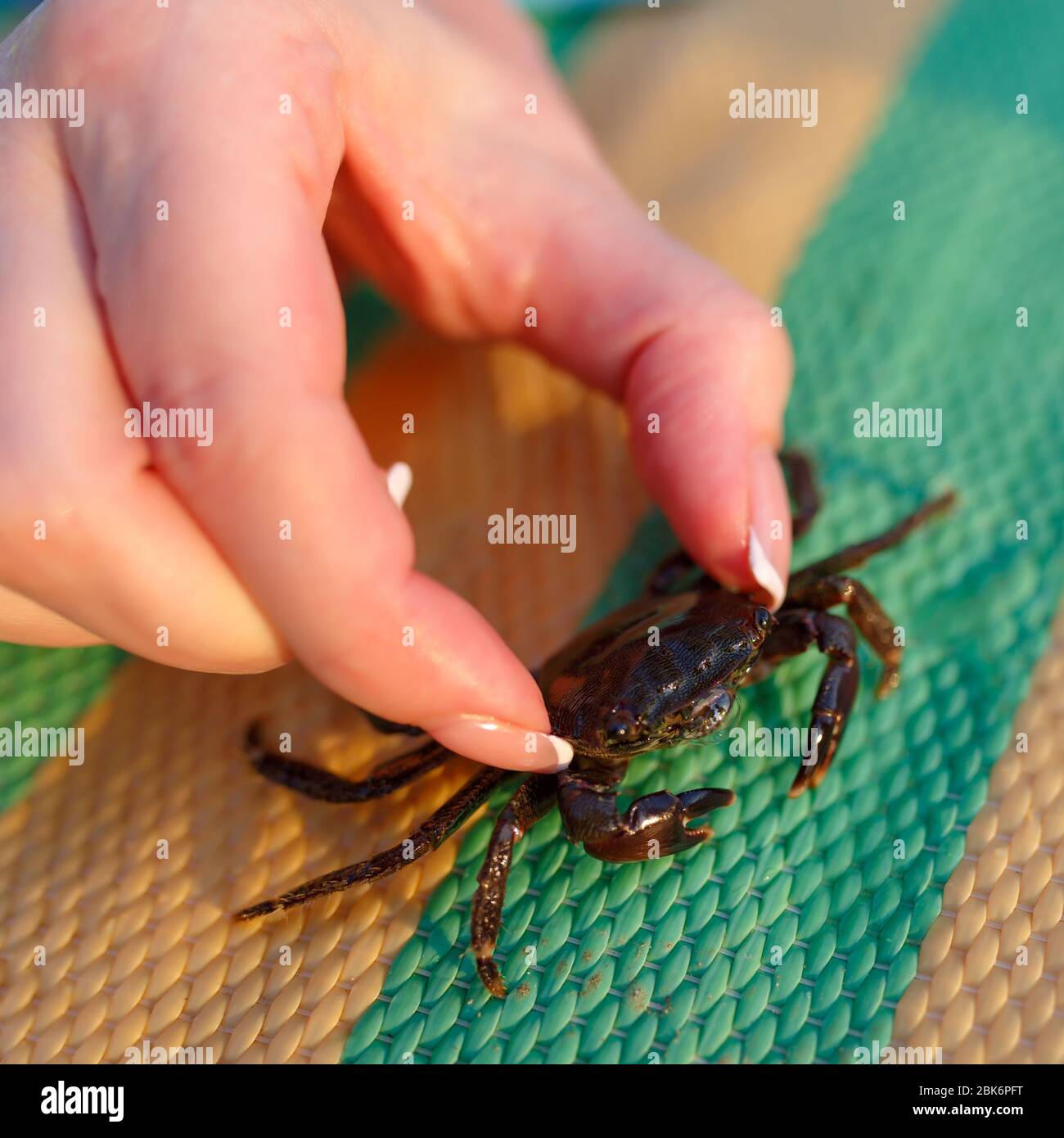 The girl is holding a small crab with two fingers Stock Photo Alamy