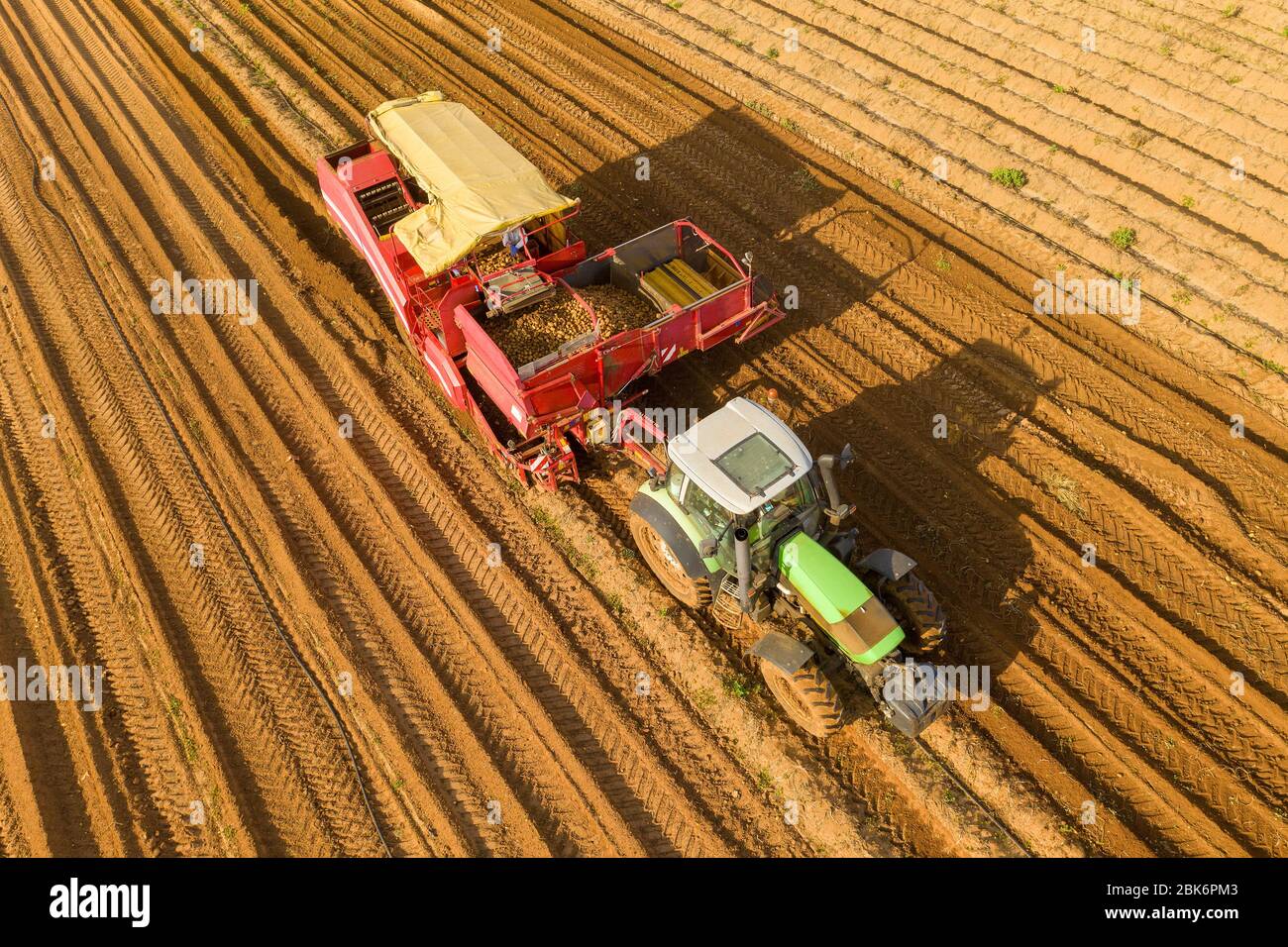 Large Potato Harvester pulled by a Tractor processing a filed, with ripe Potatoes dropping from picking table and conveyor belt into a storage bucket. Stock Photo