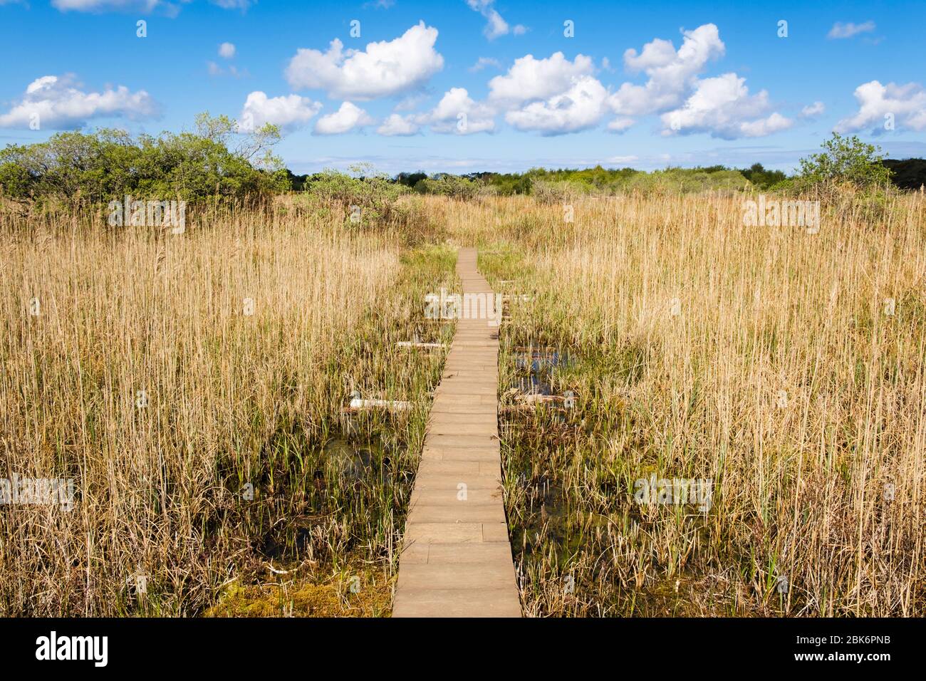 Boardwalk path through alkaline reedbed fen in Cors Goch North Wales Wildlife Trust Reserve, Llanbedrgoch, Benllech, Isle of Anglesey, north Wales, UK Stock Photo