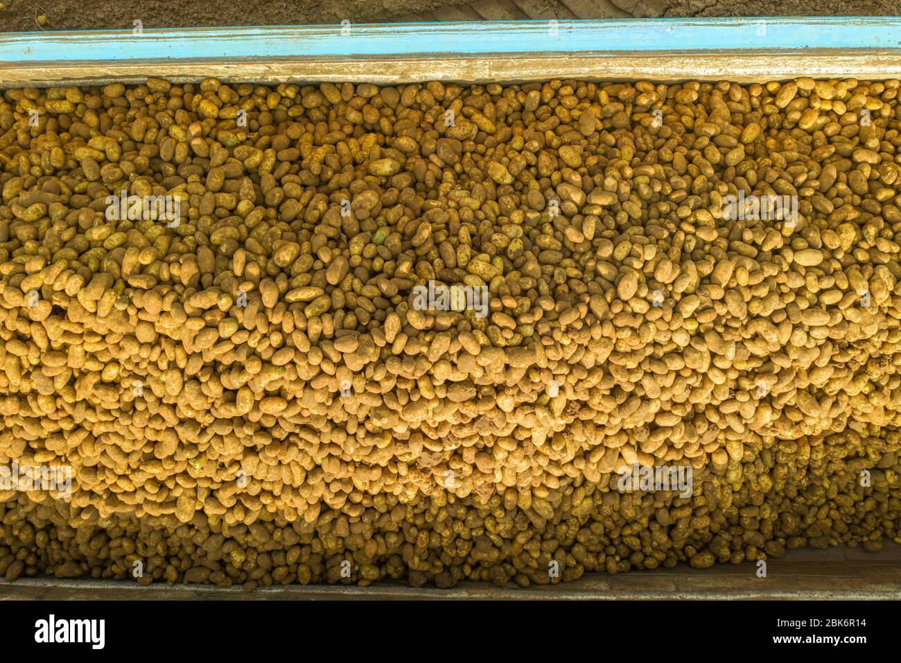 Large trailer loaded to the top with fresh harvested Potatoes, Aerial image. Stock Photo