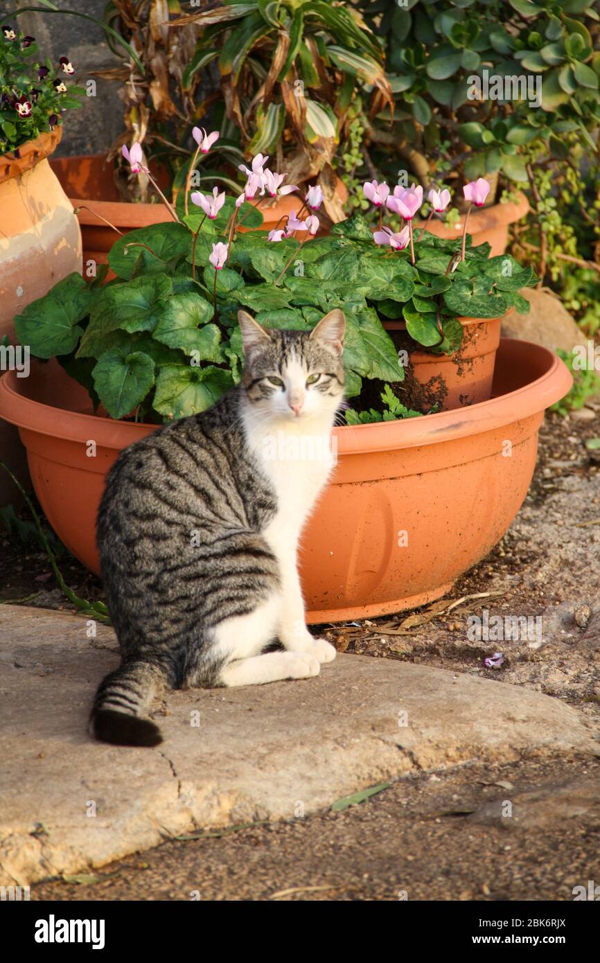 Cat in front of a flower pot Stock Photo