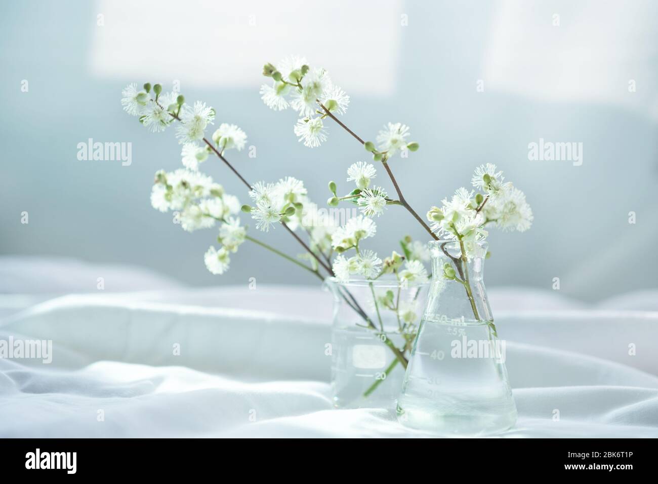 white nature wild flower in glass science flask and beaker for organic cosmeticskin care research concept with soft white fabric window light backgrou Stock Photo